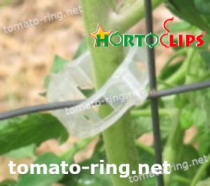 clip providing support in stem plant