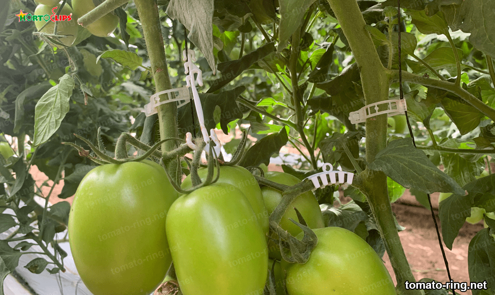 tomatoes vegetable crops