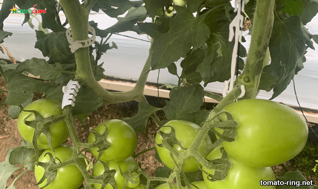 vegetable trellising 