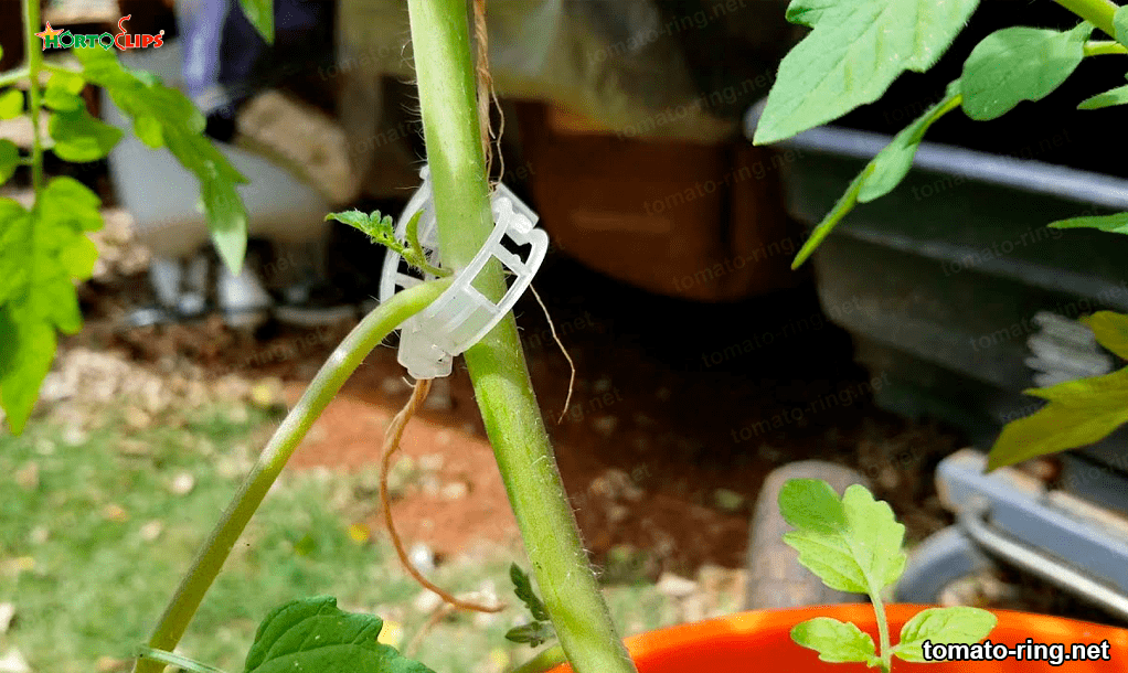 vegetable anillo